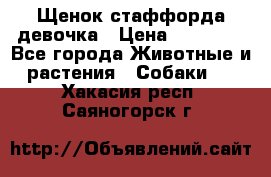 Щенок стаффорда девочка › Цена ­ 20 000 - Все города Животные и растения » Собаки   . Хакасия респ.,Саяногорск г.